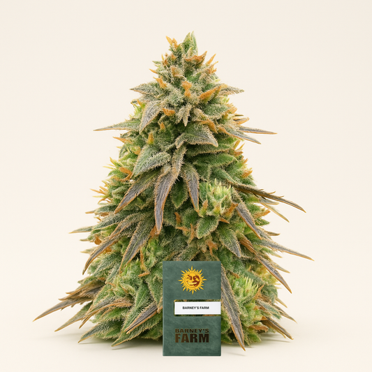 Pineapple Express Auto (Barney's Farm) Cannabis-Samen