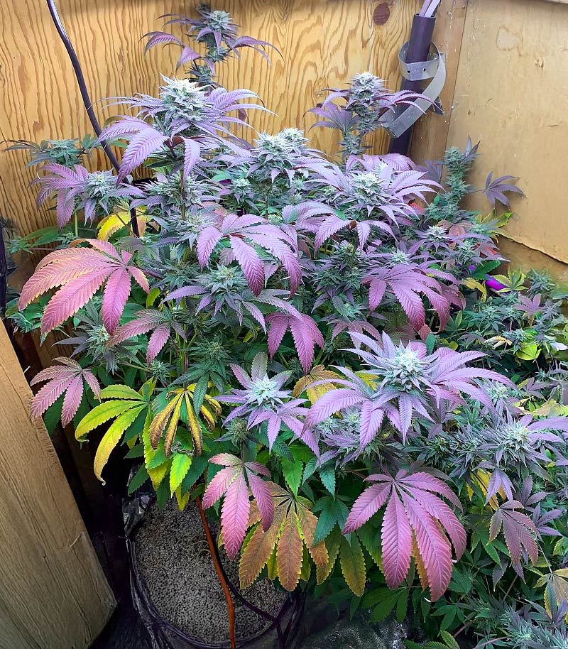 Alien Moonrocks Cannabispflanze – Original Sensible Seeds, Foto 2