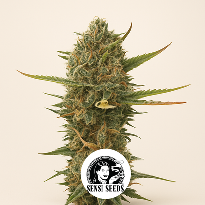 Super Skunk regular (Sensi Seeds) Cannabis-Samen