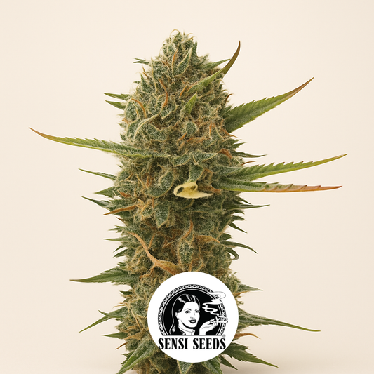 Super Skunk regular (Sensi Seeds) Cannabis-Samen