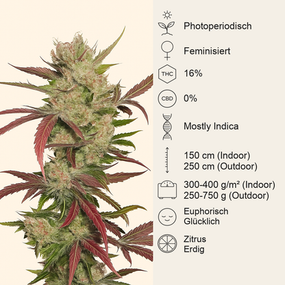 Master Kush (Dutch Passion) Cannabis-Samen