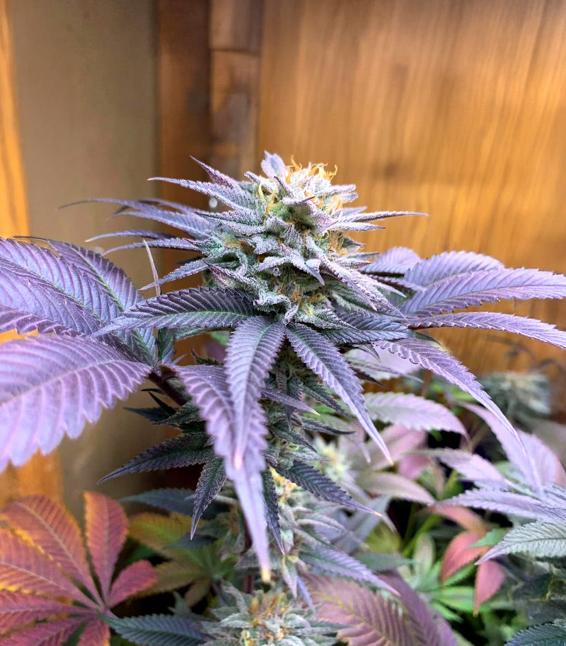 Alien Moonrocks Cannabispflanze – Original Sensible Seeds, Foto 1