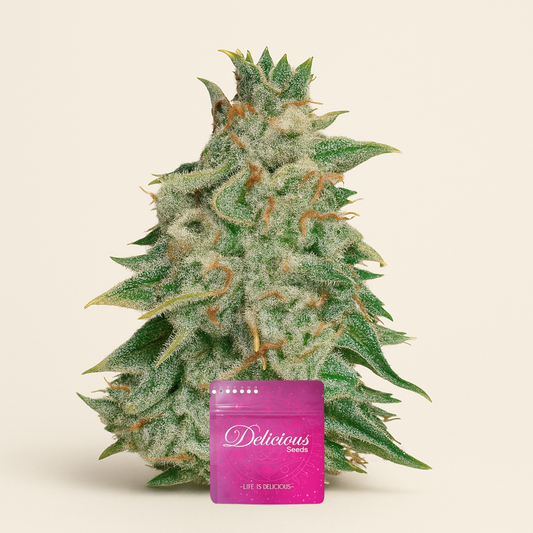 Northern Light Blue Auto (Delicious Seeds) Cannabis-Samen