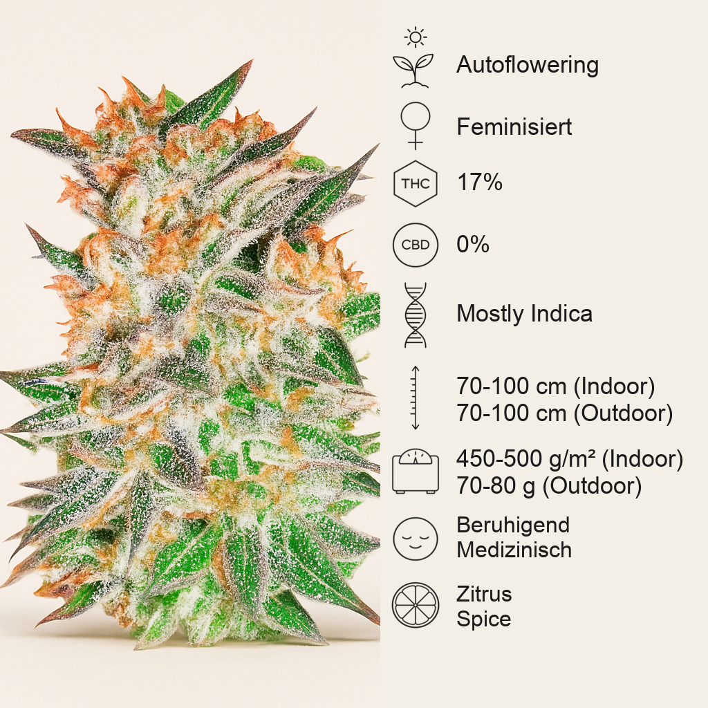 Delicious Candy Auto (Delicious Seeds) Cannabis-Samen