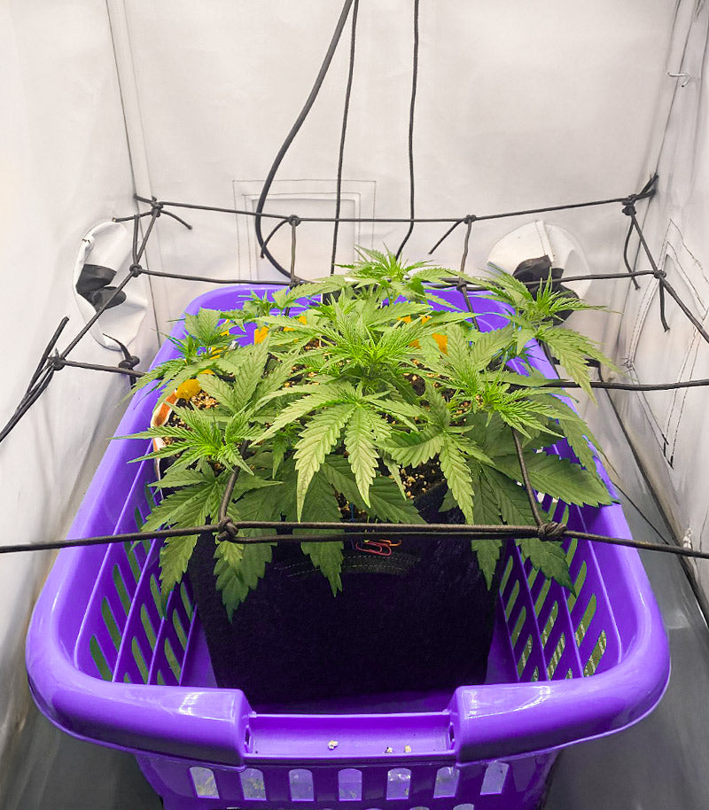 Mimosa Automatic Cannabispflanze – Royal Queen Seeds, Foto 2