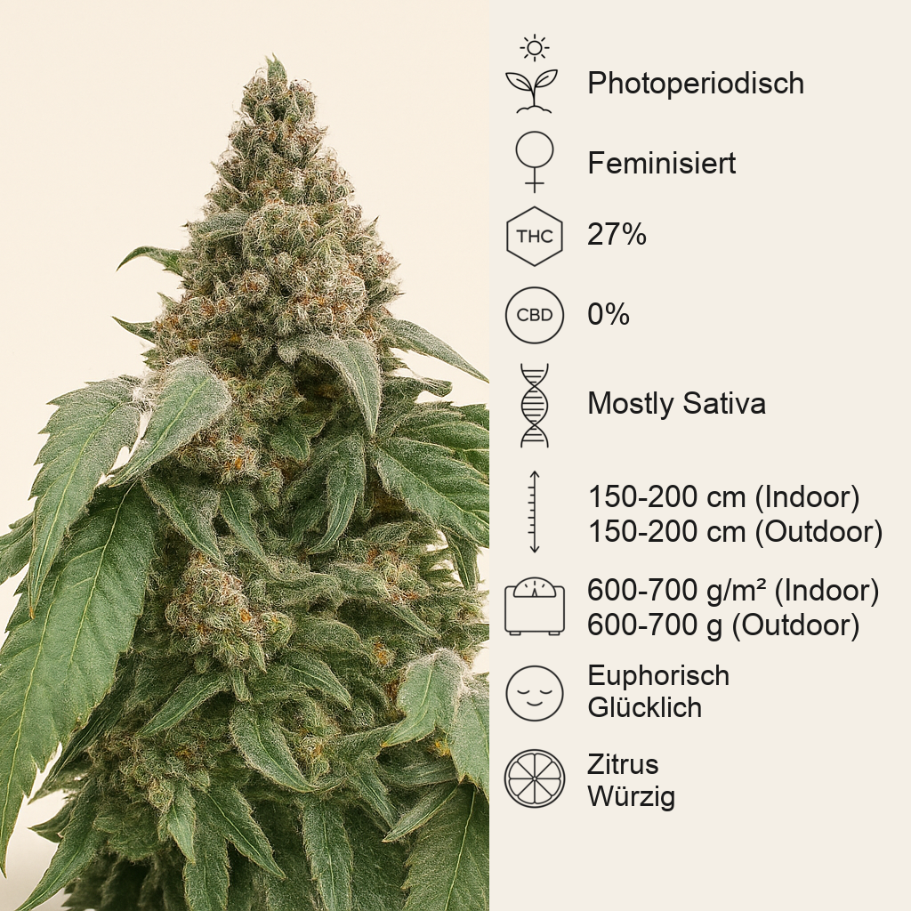 Mimosa Shot feminisierte Samen (Herbies Seeds)