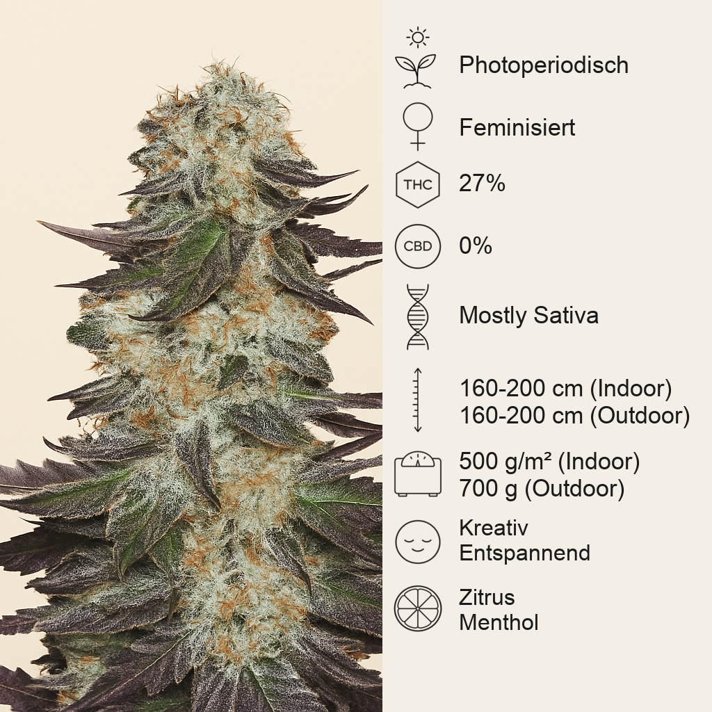 Gelato (BlimBurn Seeds) Cannabis-Samen