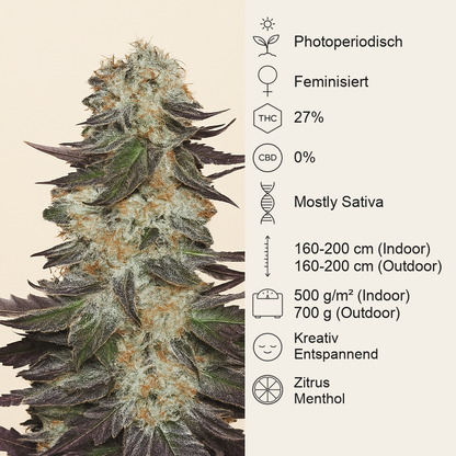 Gelato (BlimBurn Seeds) Cannabis-Samen