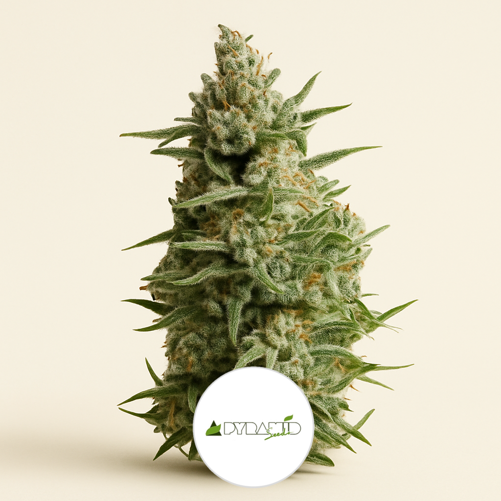 Anesthesia (Pyramid Seeds) Cannabis-Samen