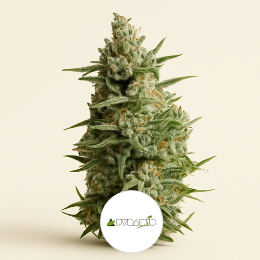 Anesthesia (Pyramid Seeds) Cannabis-Samen