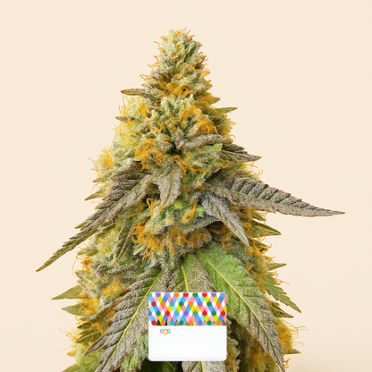Girl Scout Cookies Fast Version feminisierte Samen (EGS)