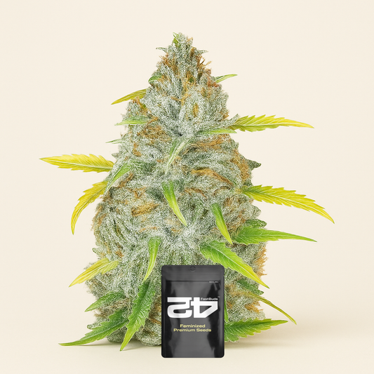 Original Auto AK (Fast Buds) Cannabis-Samen