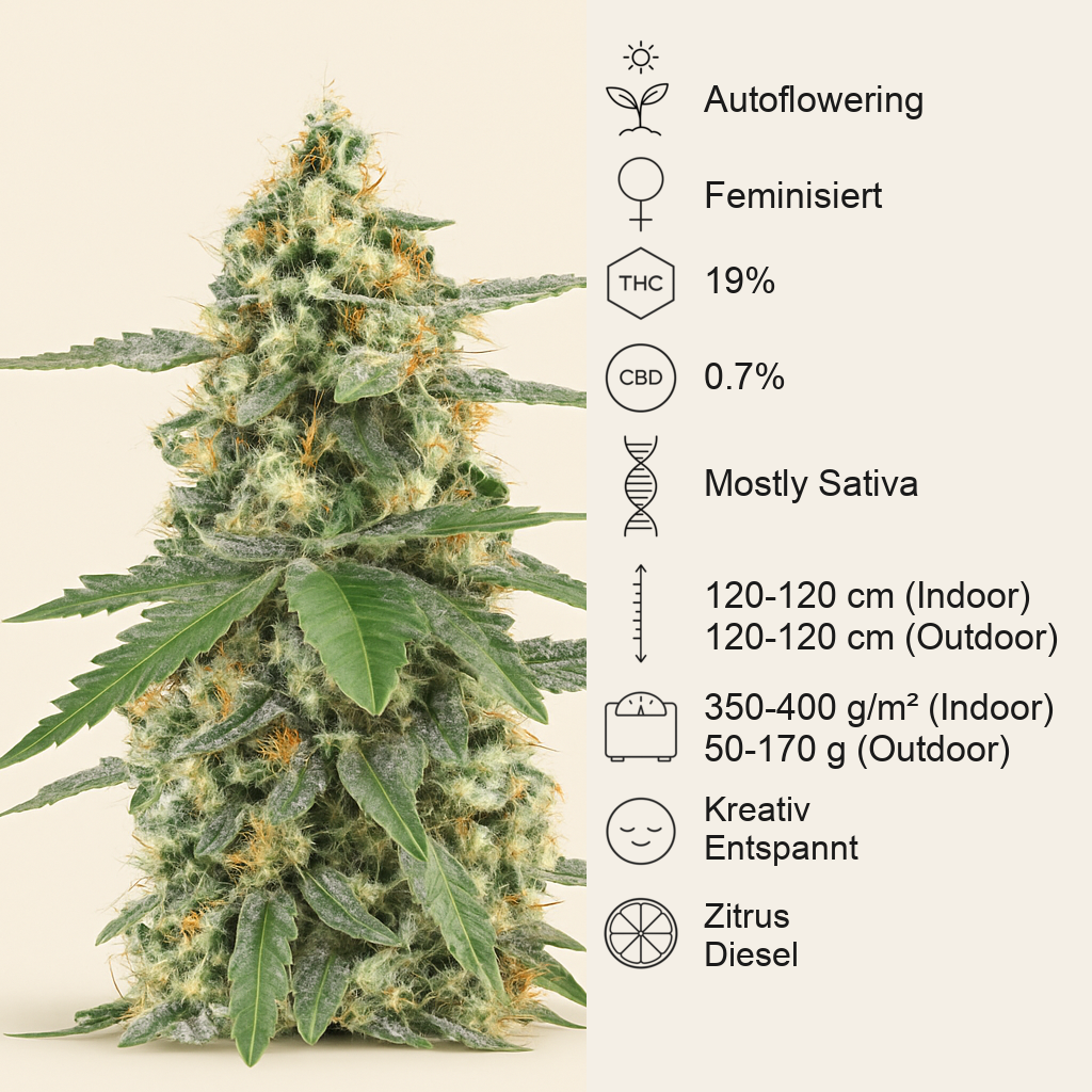 Sour Diesel Autoflower feminisierte Samen (Seedkeepers)