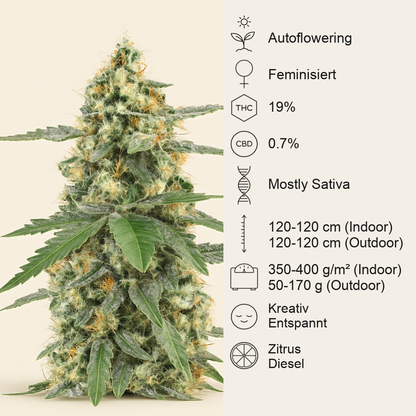 Sour Diesel Autoflower feminisierte Samen (Seedkeepers)