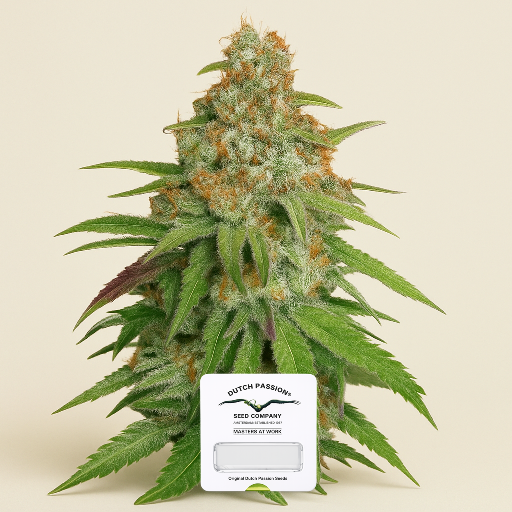 Glueberry O.G. (Dutch Passion) Cannabis-Samen