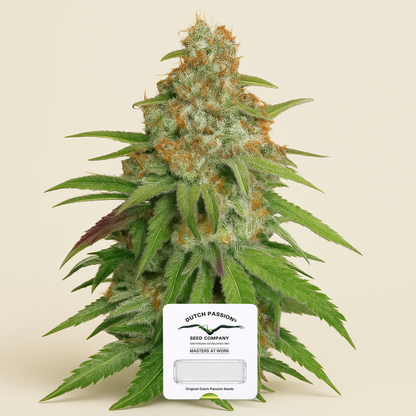 Glueberry O.G. (Dutch Passion) Cannabis-Samen