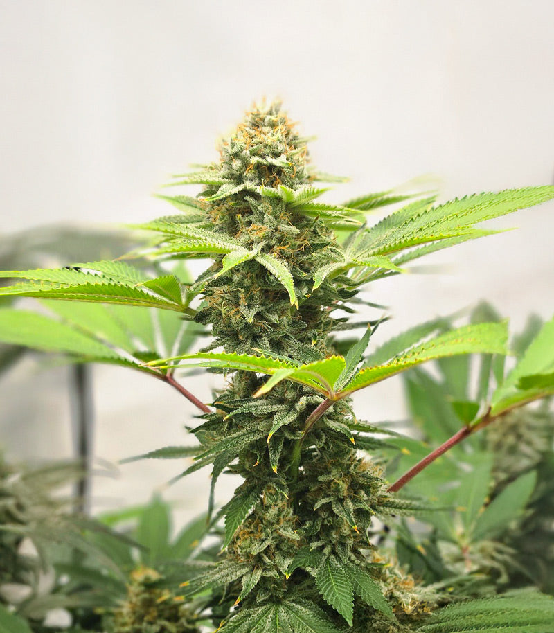 Cherry Poppers Cannabispflanze – Barney's Farm, Foto 1