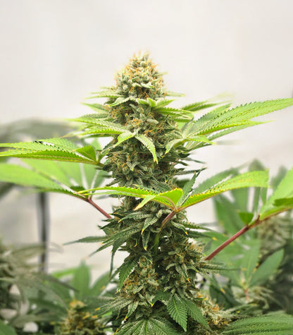 Cherry Poppers Cannabispflanze – Barney's Farm, Foto 1