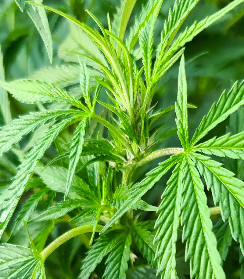 Blueberry Hill Cannabispflanze – Herbies Seeds, Foto 3