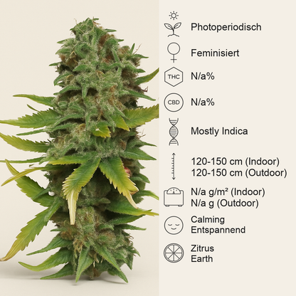 Super Skunk (Sensi Seeds) Cannabis-Samen