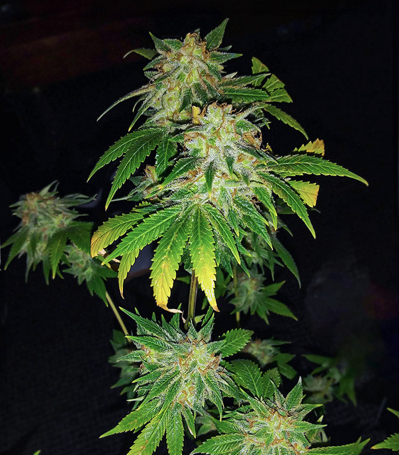 WiFi Kush Cannabispflanze – AlphaFem Seeds, Foto 1