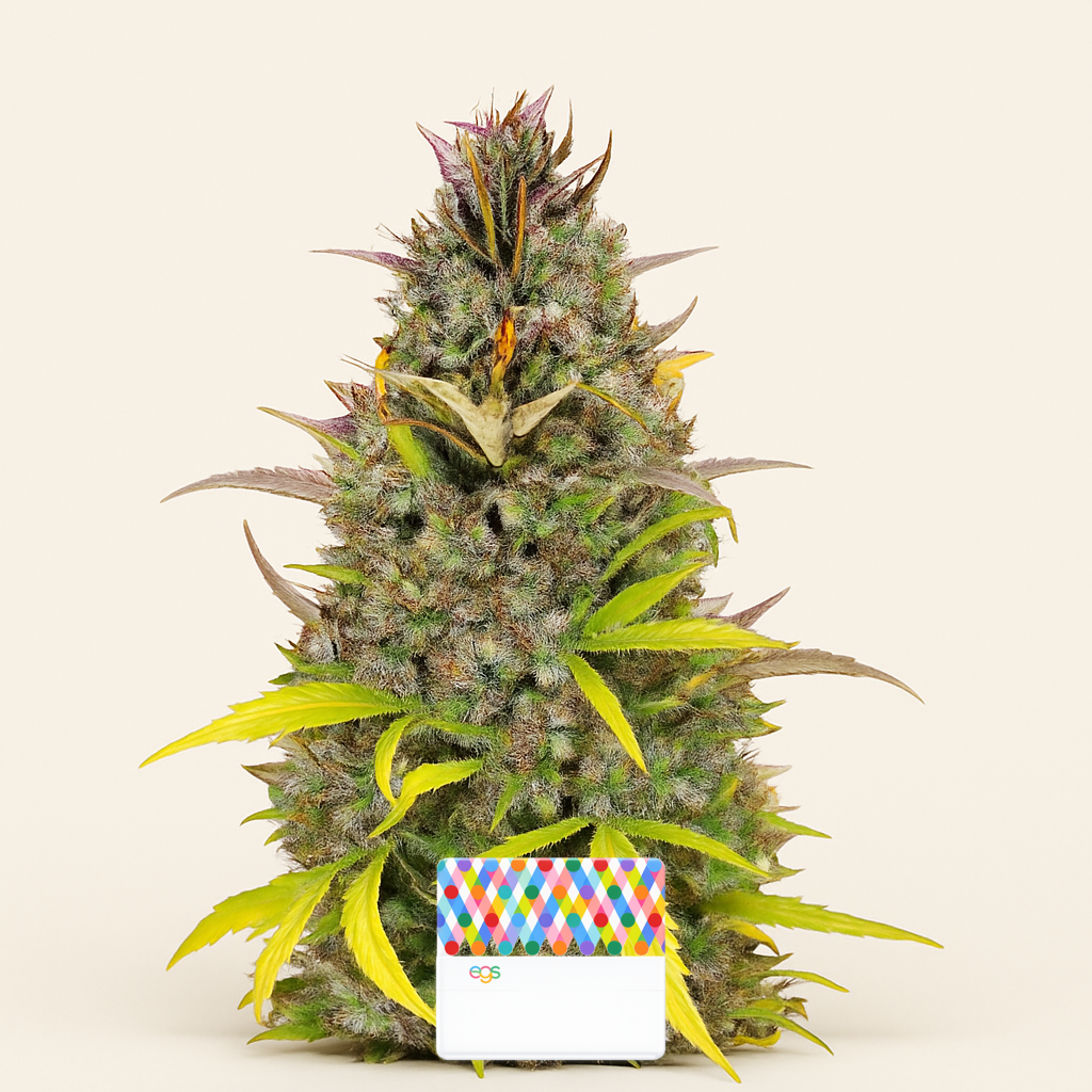 Crystal WW Autoflower feminisierte Samen (EGS)