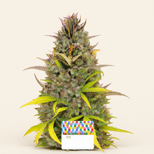Crystal WW Autoflower feminisierte Samen (EGS)
