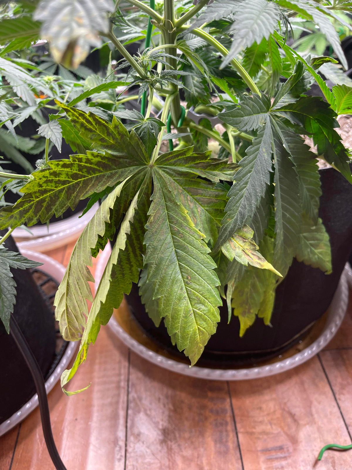 Runtz Auto Cannabispflanze – Barney's Farm, Foto 1