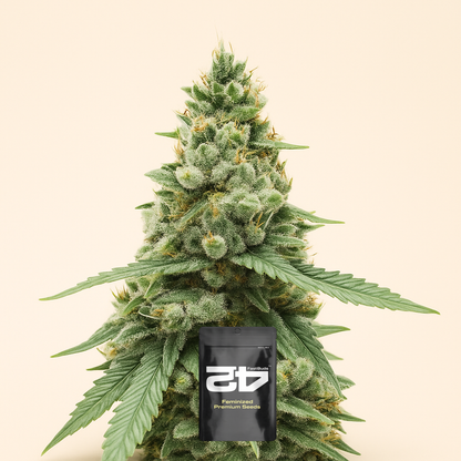 Gorilla Cookies Fast Flowering (Fast Buds)
