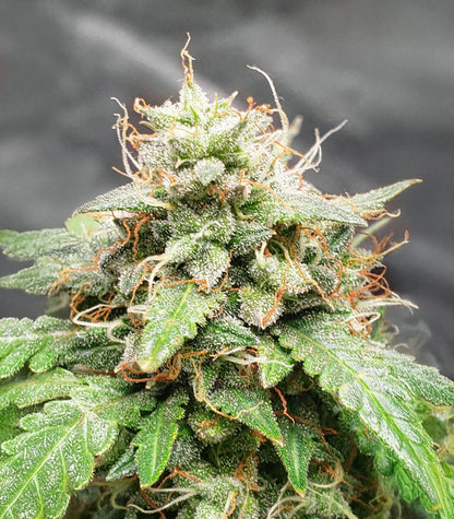 Keepers OG Autoflower Cannabispflanze – Seedkeepers, Foto 3