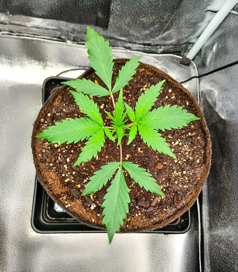 Durban Poison Autoflower Cannabispflanze – Humboldt Seed Company, Foto 4