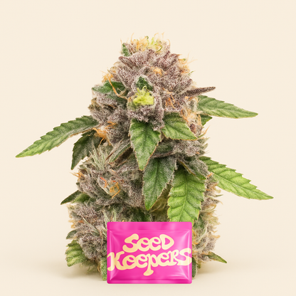 Sticky Sherbert GG feminisierte Samen (Seedkeepers)