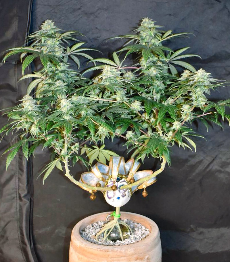 Grandmommy Purple Cannabispflanze – Herbies Seeds, Foto 4