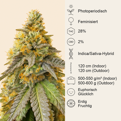 Girl Scout Cookies Fast Version feminisierte Samen (EGS)