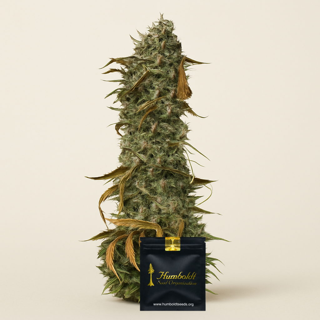 Blueberry Headband (Humboldt Seeds Organization) Cannabis-Samen
