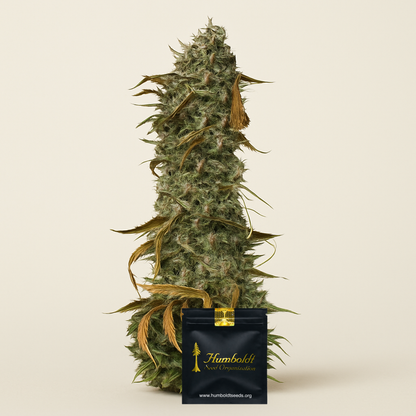 Blueberry Headband (Humboldt Seeds Organization) Cannabis-Samen