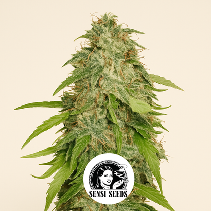 Northern Lights Automatic (Sensi Seeds) Cannabis-Samen