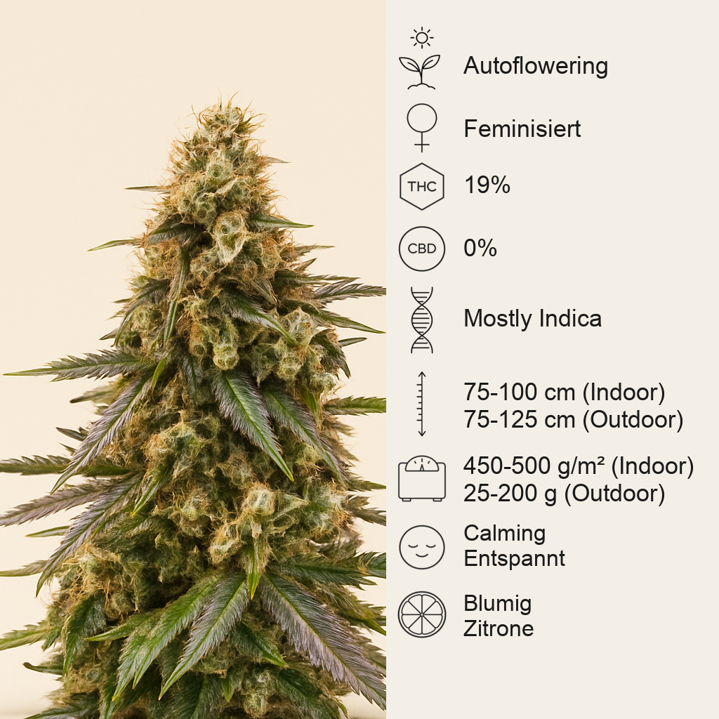 Chem-Bomb Auto (Humboldt Seeds Organization)