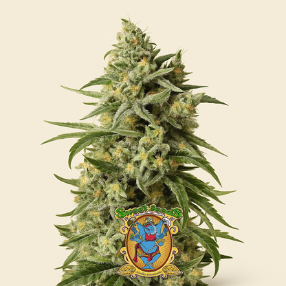 Sweet Amnesia Haze (Sweet Seeds) Cannabis-Samen