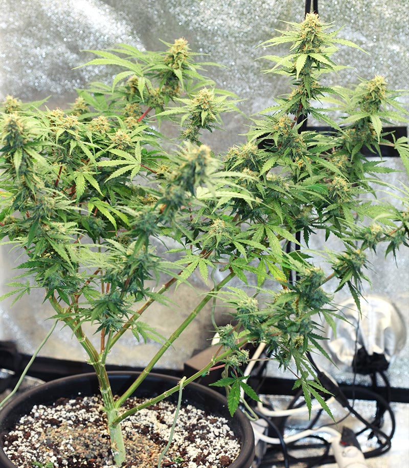 Runtz Auto Cannabispflanze – Barney's Farm, Foto 6