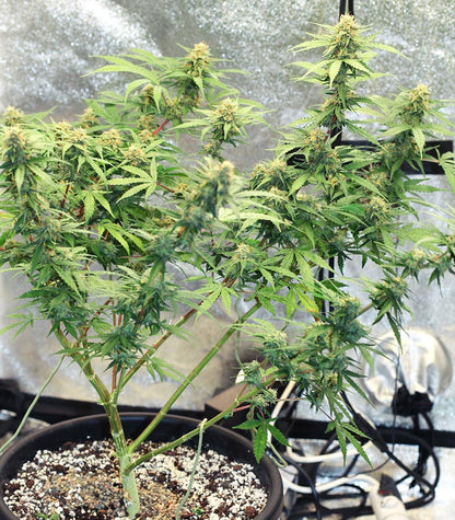 Runtz Auto Cannabispflanze – Barney's Farm, Foto 6