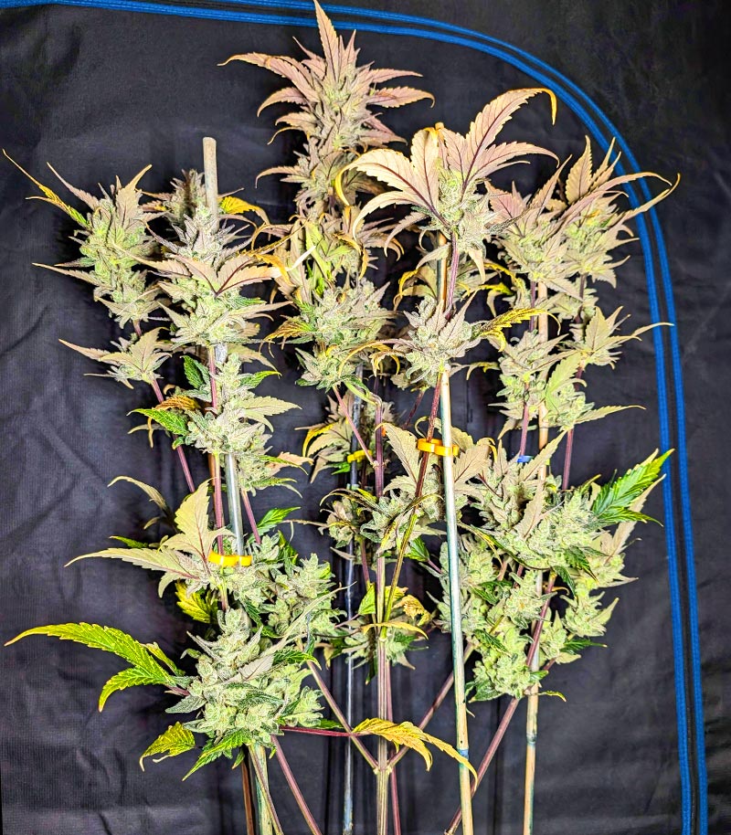 Tropicana Cookies Auto Cannabispflanze – Fast Buds, Foto 2