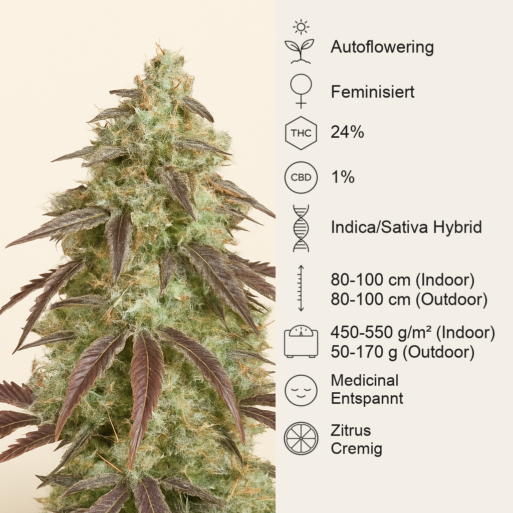 Lemon Pie Auto feminisierte Samen (Fast Buds)