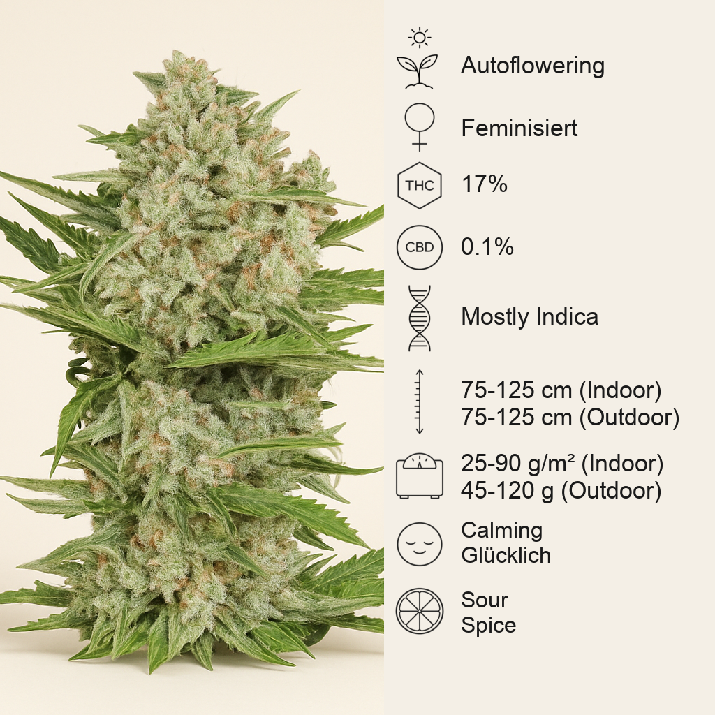 OGKZ Auto Samen feminisiert (Humboldt Seeds Organization)
