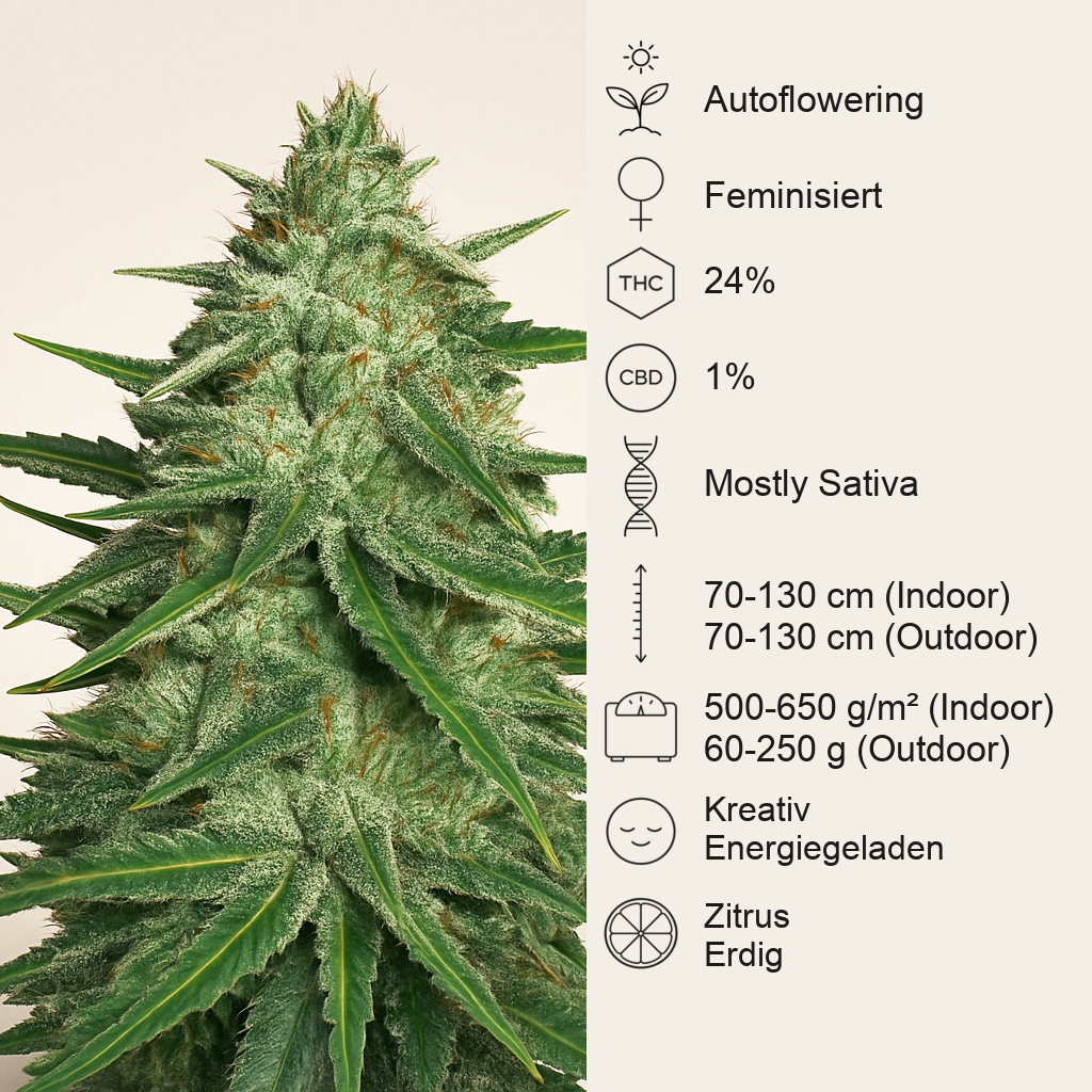 Lemon AK Auto feminisierte Samen (Fast Buds)