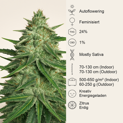 Lemon AK Auto feminisierte Samen (Fast Buds)