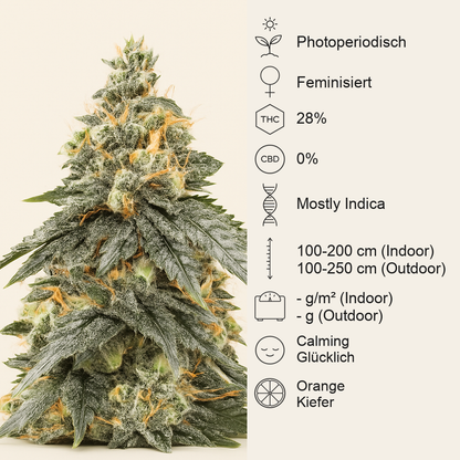 G.S. Cookies feminisierte Samen (Humboldt Seed Company)