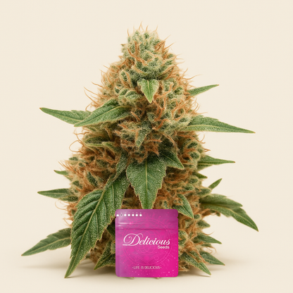 Space Cookies Auto (Delicious Seeds)