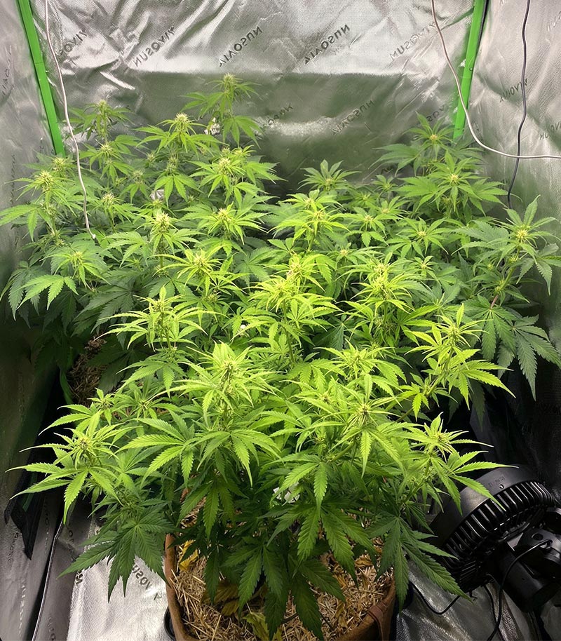 Super Lemon Cloud Auto Cannabispflanze – Herbies Seeds, Foto 3