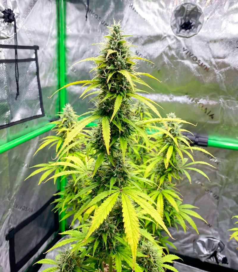 Super Lemon Cloud Auto Cannabispflanze – Herbies Seeds, Foto 2